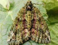 Attēlu rezultāti vaicājumam “Chloroclysta siterata”