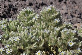 Attēlu rezultāti vaicājumam “Betula humilis male flower”