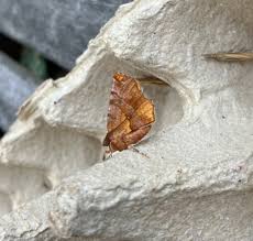 Attēlu rezultāti vaicājumam “Selenia dentaria imago”