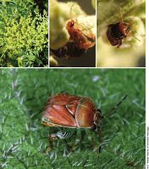 Attēlu rezultāti vaicājumam “Chenopodiaceae”