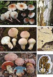 Attēlu rezultāti vaicājumam “Anomoporia bombycina”