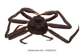 Image result for Chionoecetes opilio