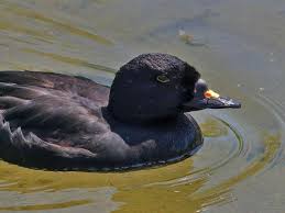 Attēlu rezultāti vaicājumam “Melanitta nigra male”