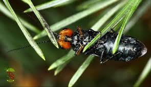 Attēlu rezultāti vaicājumam “Acantholyda erythrocephala”