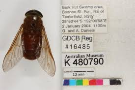 Attēlu rezultāti vaicājumam “Tabanidae”