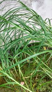 Attēlu rezultāti vaicājumam “Carex atherodes”