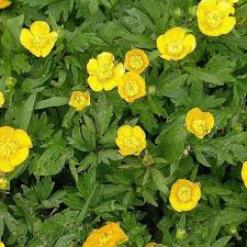 Attēlu rezultāti vaicājumam “Ranunculus lingua leaf”
