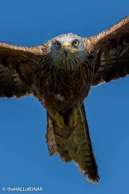 Image result for Milvus milvus