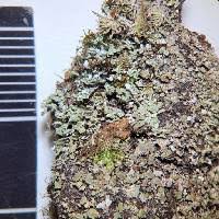 Attēlu rezultāti vaicājumam “Cladonia caespiticia”