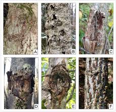 Attēlu rezultāti vaicājumam “Nectria sp., Neonectria sp.”