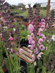 Image result for Salvia pratensis