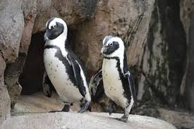 Image result for penguin