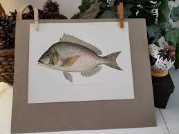 Image result for Stenotomus chrysops