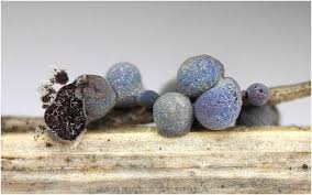 Attēlu rezultāti vaicājumam “Badhamia foliicola”