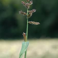 Attēlu rezultāti vaicājumam “Echinochloa crus-galli leaf”