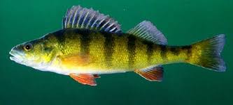 Image result for Perca flavescens