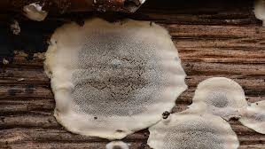 Attēlu rezultāti vaicājumam “Cinereomyces lindbladii”