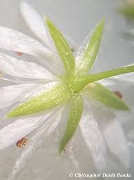 Attēlu rezultāti vaicājumam “Stellaria longifolia flower”