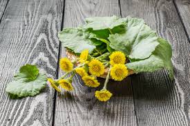 Attēlu rezultāti vaicājumam “Tussilago farfara flower”