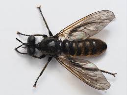 Attēlu rezultāti vaicājumam “Choerades sp.”