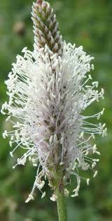 Attēlu rezultāti vaicājumam “Plantago media leaf”