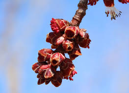 Attēlu rezultāti vaicājumam “Acer saccharinum flower”