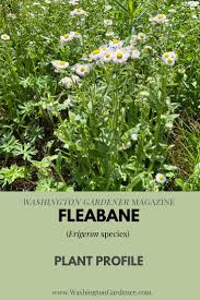 Attēlu rezultāti vaicājumam “Erigeron annuus”