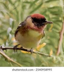 Image result for Dendroica castanea