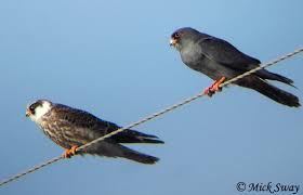 Image result for Falco vespertinus