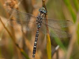 Attēlu rezultāti vaicājumam “Aeshnidae”