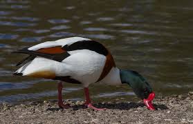 Attēlu rezultāti vaicājumam “Tadorna tadorna male”