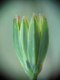 Attēlu rezultāti vaicājumam “Lapsana communis bud”