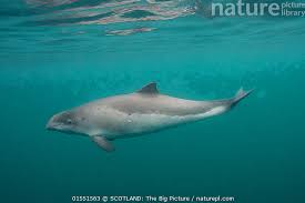 Image result for Phocoena phocoena