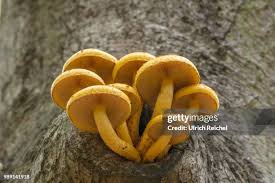 Attēlu rezultāti vaicājumam “Pholiota aurivella”