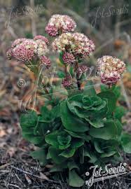 Attēlu rezultāti vaicājumam “Hylotelephium maximum flower”