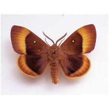 Attēlu rezultāti vaicājumam “Lasiocampa quercus”