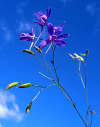 Attēlu rezultāti vaicājumam “Consolida regalis fruit”
