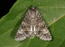 Attēlu rezultāti vaicājumam “Acronicta megacephala”