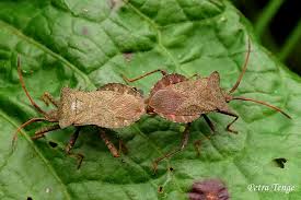 Attēlu rezultāti vaicājumam “Coreus marginatus”