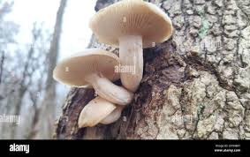 Attēlu rezultāti vaicājumam “Hypsizygus ulmarius”