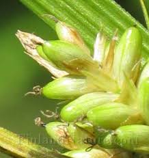 Attēlu rezultāti vaicājumam “Carex pallescens”