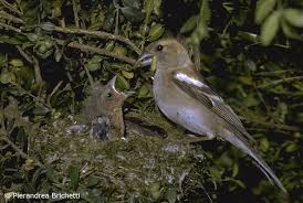 Attēlu rezultāti vaicājumam “Fringilla coelebs nest”