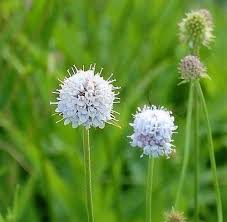 Image result for Succisella inflexa