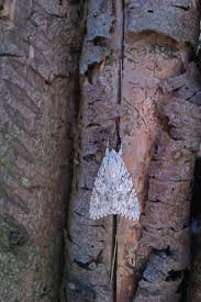 Attēlu rezultāti vaicājumam “Acronicta aceris”