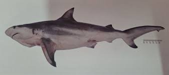 Image result for Carcharhinus limbatus