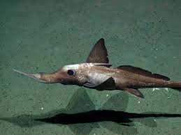 Attēlu rezultāti vaicājumam “Chimabachidae”