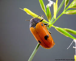 Attēlu rezultāti vaicājumam “Clytra quadripunctata”