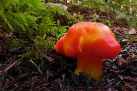 Attēlu rezultāti vaicājumam “Hygrocybe sp.”