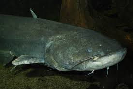 Image result for Silurus glanis