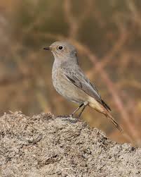 Attēlu rezultāti vaicājumam “Phoenicurus ochruros”